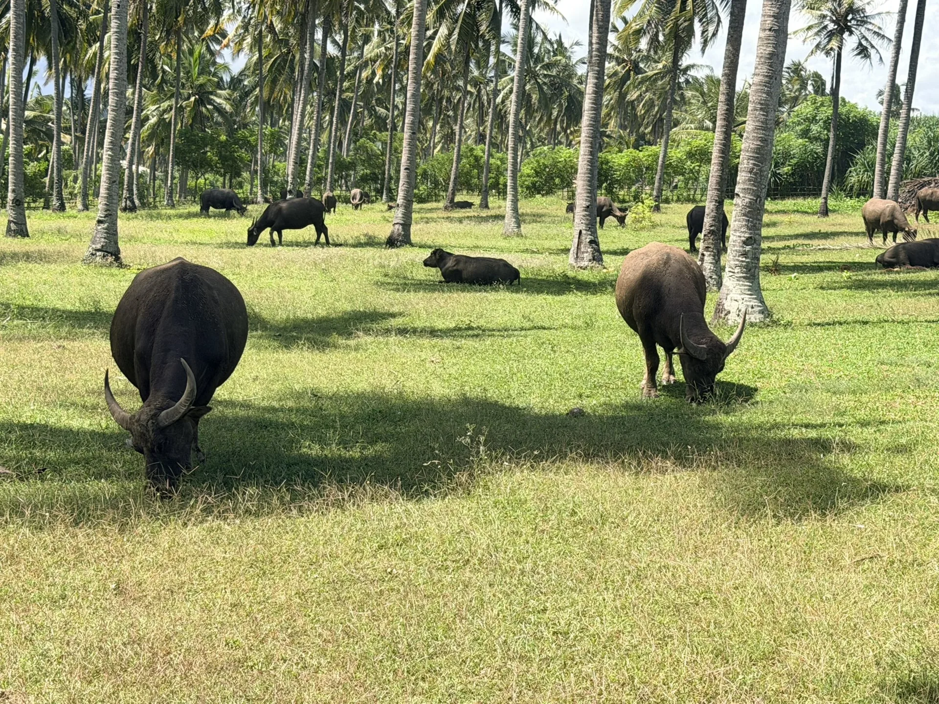 Water buffalo among the coconut palms