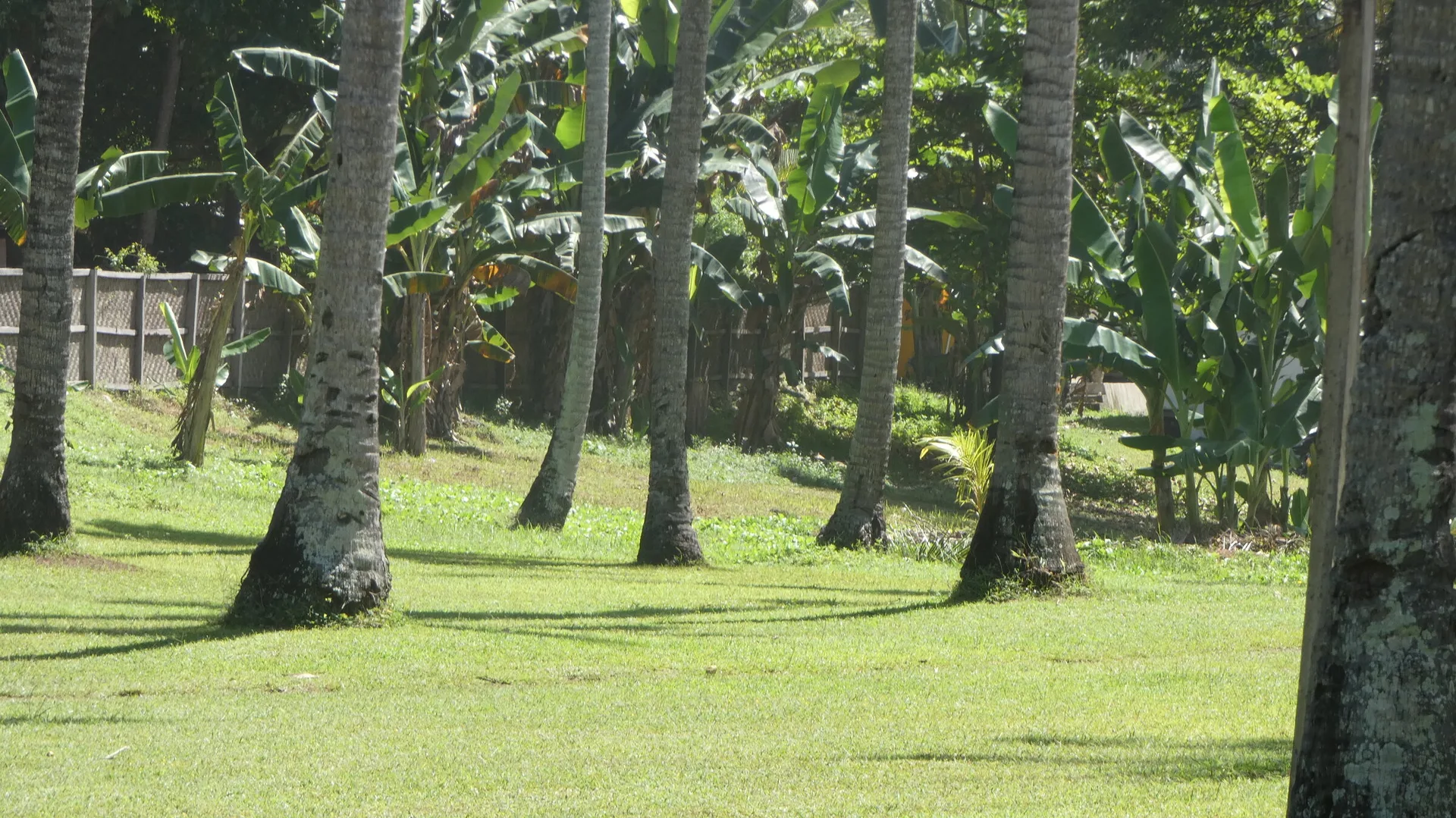 The coconut grove and grounds